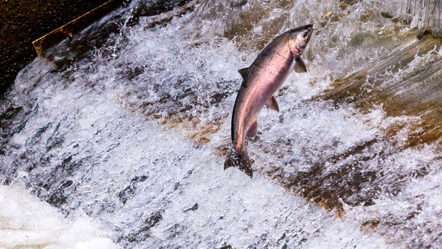 Illustration for article titled So Apparently There Is Something Called A Salmon And It’s Freaking Adorable